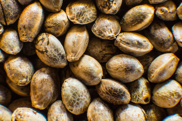 Common  Hemp Seeds
